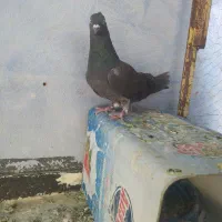 کبوتر