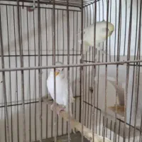 مرغ عشق