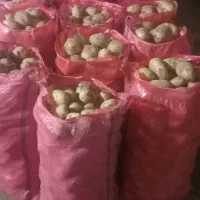 سیب زمینی اسپریت خوش رنگ