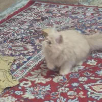 گربه پرشین ۲ماه