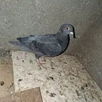 کفتر.کبوتر|پرنده|فردوس (خراسان), |دیوار