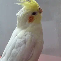 عروس هلندی ماده