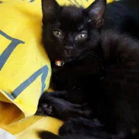 واگذاری بچه گربه.