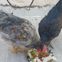 مرغ وخروس|حیوانات مزرعه|قم, حاج خلیل|دیوار