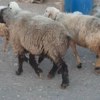 بز میش گوسفند|حیوانات مزرعه|مشهد مرغاب, |دیوار