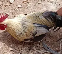 خروس|حیوانات مزرعه|اهواز, گلدشت|دیوار