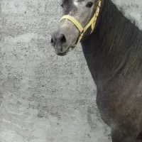 اسب مادیان کرد