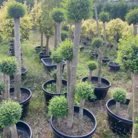 گیاهان بیرونی|خدمات باغبانی و درختکاری|چاف و چمخاله, |دیوار