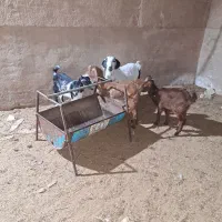 بزوکره|حیوانات مزرعه|یزد, |دیوار