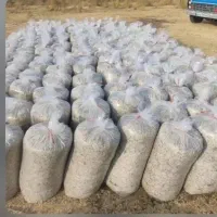 سیلو ذرت و تفاله چغندر