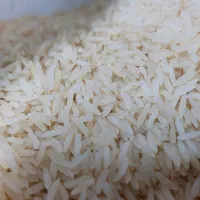 برنج پرمحصول طارم|خوردنی و آشامیدنی|لاهیجان, لاشیدان|دیوار