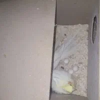 عروس هلندی روی تخم