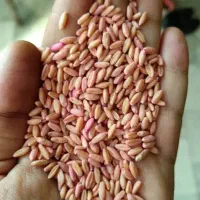 فروش گندم دیم صدرا و کود اوره