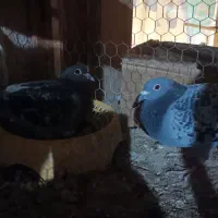 جوجه پلاکی هیچ پر|پرنده|اهواز, پردیس|دیوار