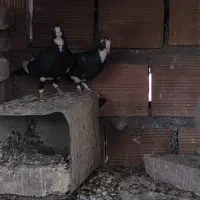 کفتر کبوتر