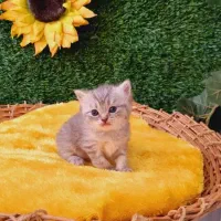 بریتیش چینچیلای سیلور|گربه|قم, باسکول|دیوار