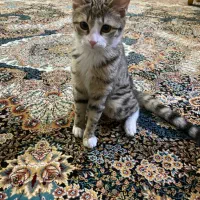 واگذاری گربه dsh