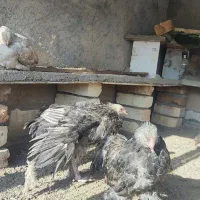 فقط،برهما غول پیکر