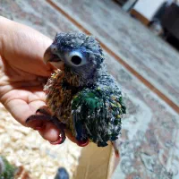 جوجه سرلاکی گرینچیک|پرنده|رشت, معلم|دیوار