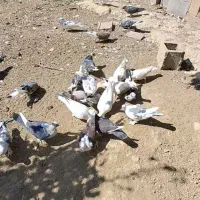 همه نوع کبوتر|پرنده|یاسوج, |دیوار