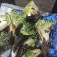 کنگر امروز خیلی قشنگ کیلویی ۷۰هزار تومان