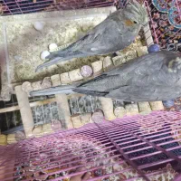 فروش عروس هلندی|پرنده|بزینه رود, |دیوار