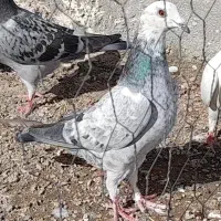 سوسکی جوانه وماده مسافتی|پرنده|چناران, |دیوار
