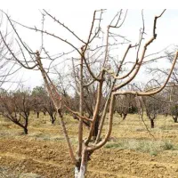 هرس درختان میوه وزینتی|خدمات باغبانی و درختکاری|شهریار, شهریار|دیوار