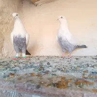 دم سبز|پرنده|شیراز, دلگشا|دیوار