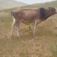 گوساله