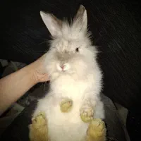 خرگوش های لوپ جرسی و لوپ آنگورا