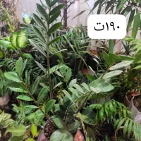 گلهای زیبا|گل و گیاه طبیعی|ارومیه, |دیوار