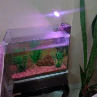 آکواریوم کوچک