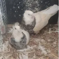 طوطی برزیلی قناری ماده طوطی برزیلی عروس هلندی|پرنده|سمیرم, |دیوار