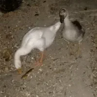 قو غاز  نر و ماده