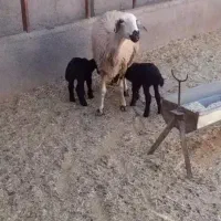 یک راس میش دوقلوزاه با بره