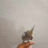 عروس هلندی گمشده خیابان فاطمه زهرا کوثر۴|حیوانات|اسلامشهر, مطهری|دیوار