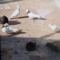 اردک|حیوانات|اهواز, اهواز|دیوار