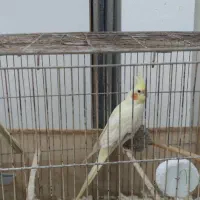 عروس هلندی