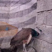 طاووس|پرنده|آستانه اشرفیه, |دیوار