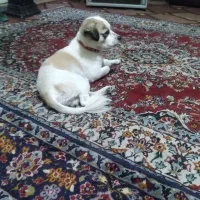 واگذاری یک جفت سگ اشتپیدز نر وماده جفت گیری کردن