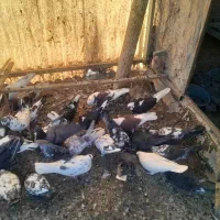 فروش تعدادی کبوتر