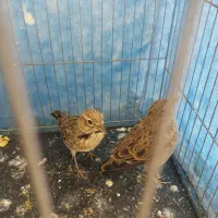 سهره نر خاکی قناری|پرنده|یزد, |دیوار