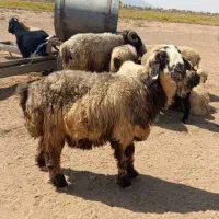 قوچ|حیوانات مزرعه|شیراز, کودیان|دیوار