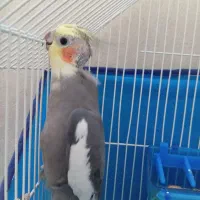 مرغ عشق و عروس هلندی|پرنده|سنندج, |دیوار