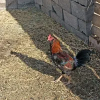 ۳عدد  خروس و ۲عدد بوقلمون ماده|حیوانات مزرعه|رفسنجان, |دیوار