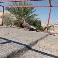 فروش کفتر|پرنده|شیراز, شهرک گلها|دیوار