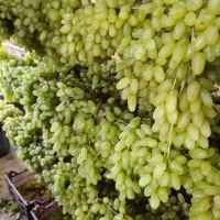 کشمش کاشمر(ترشیز) درصد بالا|خوردنی و آشامیدنی|کاشمر, |دیوار