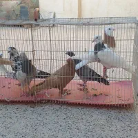 کفتر پرشی بوم