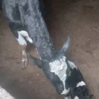 فروش 7 راس گاو و 4 راس گوساله|حیوانات مزرعه|کشکوئیه, |دیوار